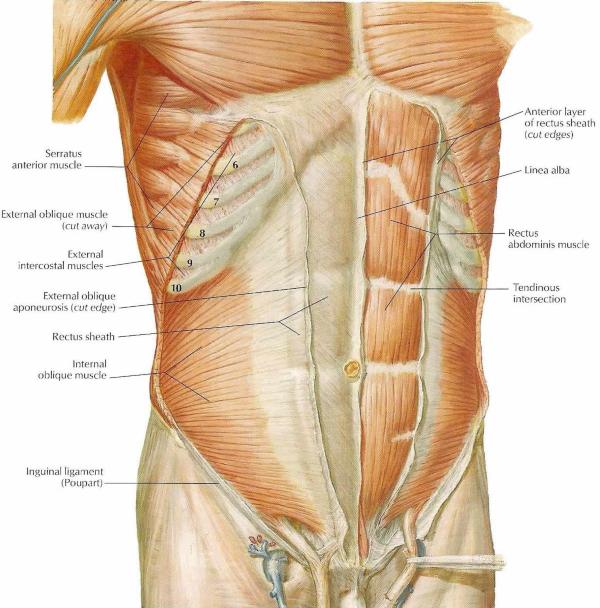 Muscles of the abdomen