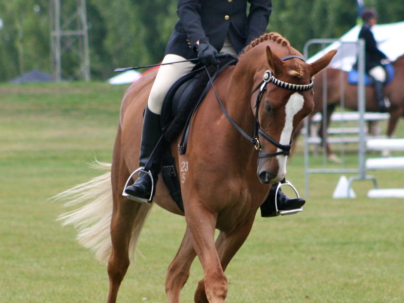 Laura Dawson riding Glenardon Daybreak 